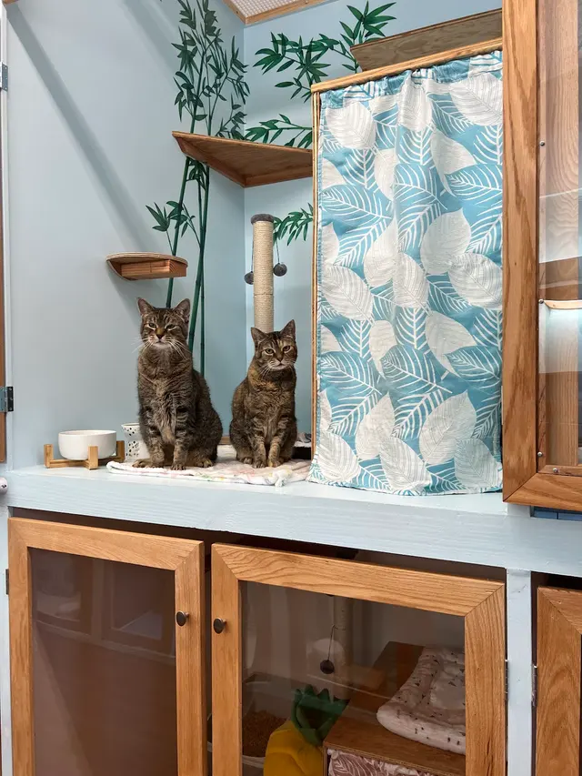 Aloha Cat Hotel — photo from the business 11