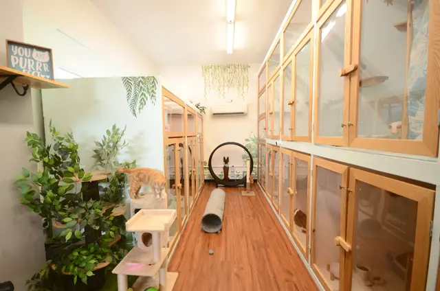 Aloha Cat Hotel — photo from the business 1