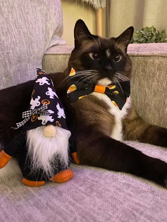Aloha Cat Hotel — customer photo 5