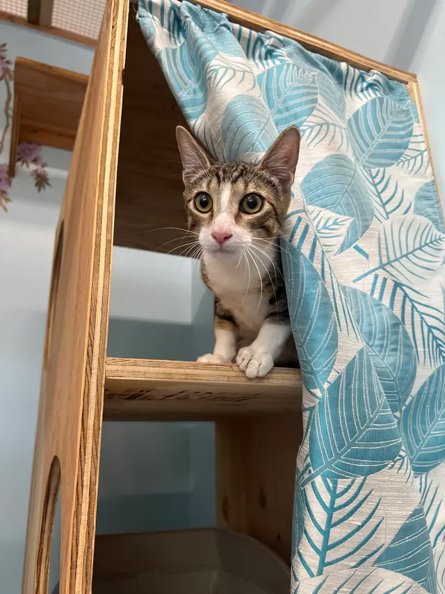 Aloha Cat Hotel — photo from the business 4