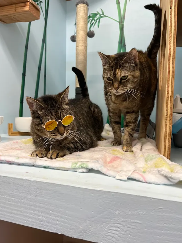 Aloha Cat Hotel — photo from the business 9