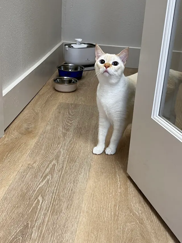 Customer photo of work by Leo's Clubhouse Cat Hotel, from Marc Balintag's review