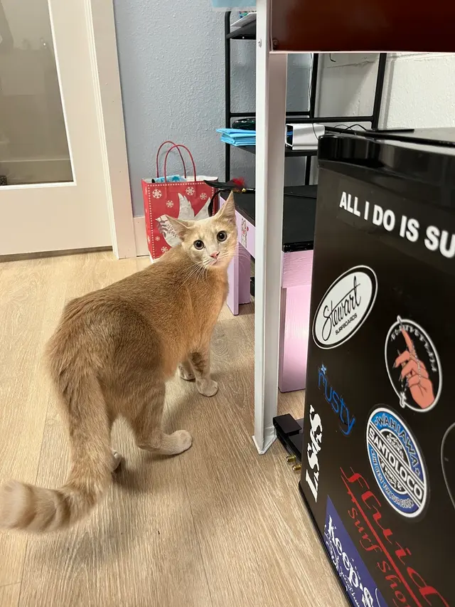 Leo's Clubhouse Cat Hotel — customer photo 9