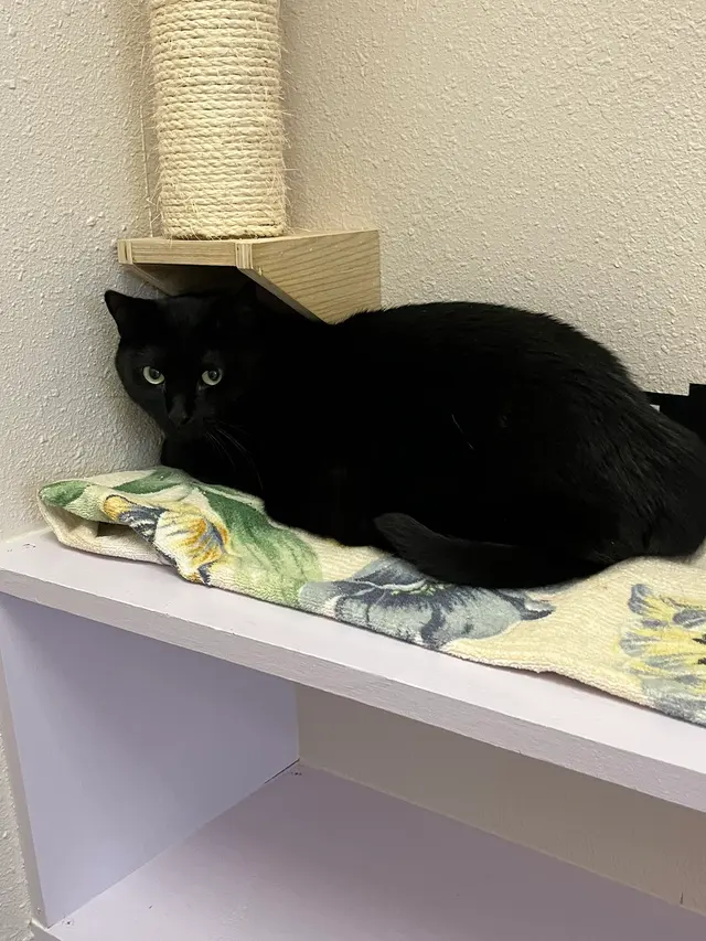 Leo's Clubhouse Cat Hotel — customer photo 4