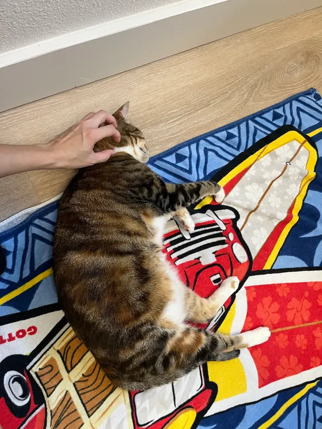 Leo's Clubhouse Cat Hotel — customer photo 11