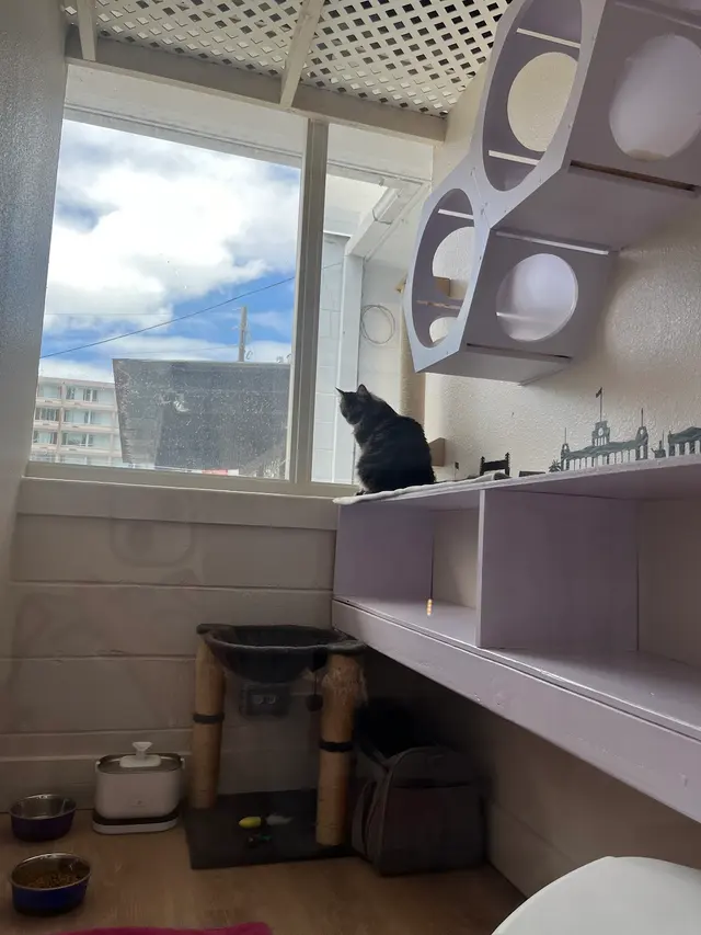 Leo's Clubhouse Cat Hotel — customer photo 10