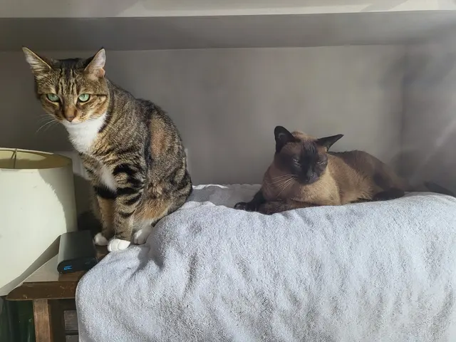 Leo's Clubhouse Cat Hotel — customer photo 5
