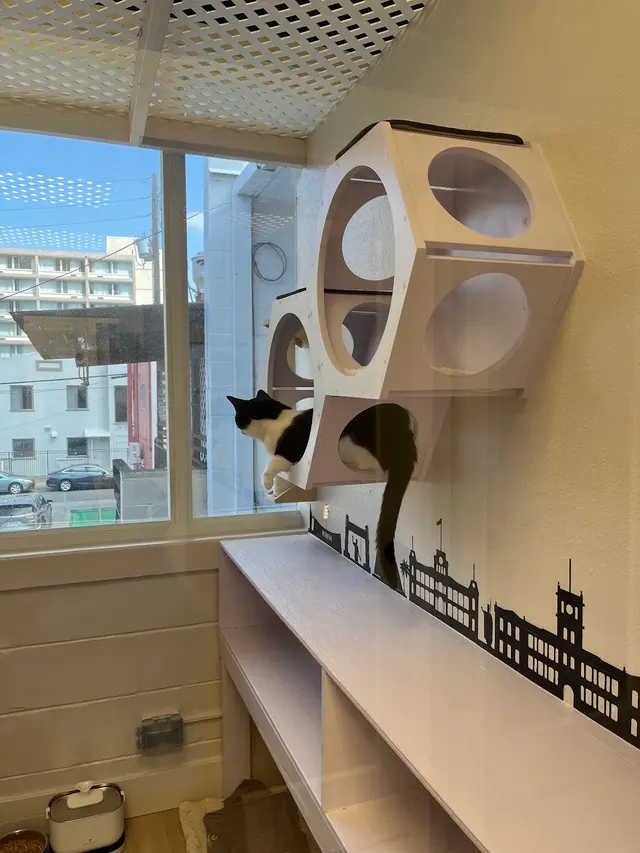 Leo's Clubhouse Cat Hotel — customer photo 8