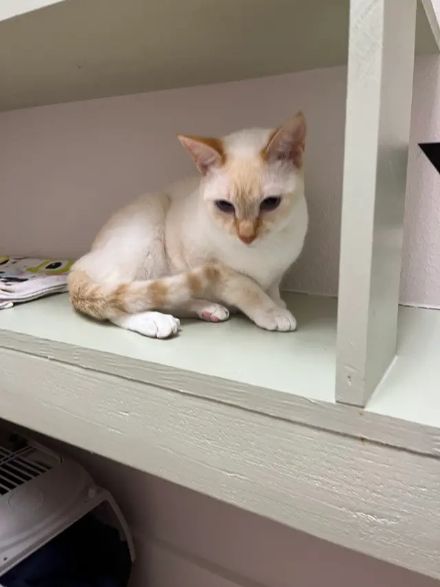 Leo's Clubhouse Cat Hotel — customer photo 3