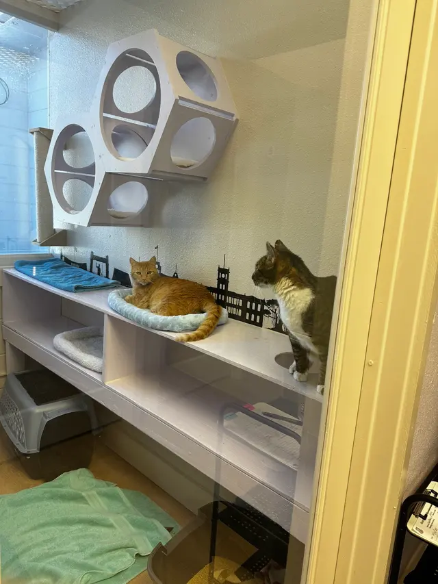 Leo's Clubhouse Cat Hotel — customer photo 7
