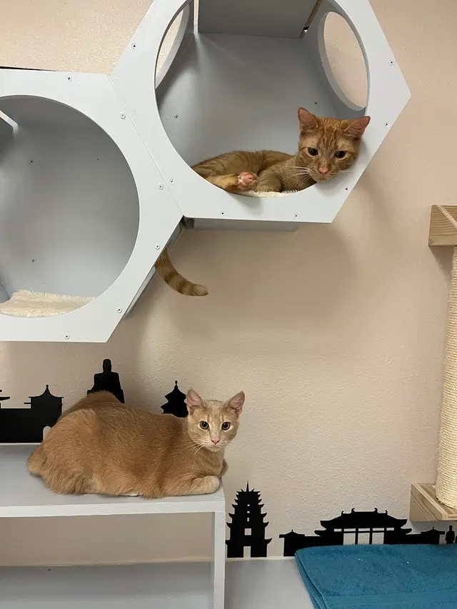 Leo's Clubhouse Cat Hotel — customer photo 2