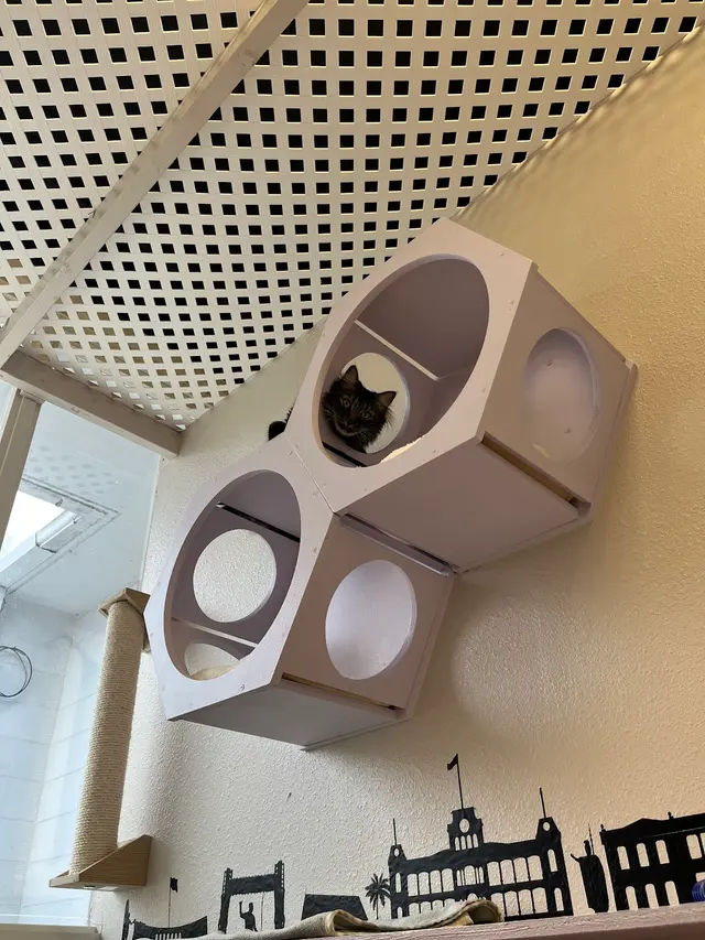 Leo's Clubhouse Cat Hotel — customer photo 12