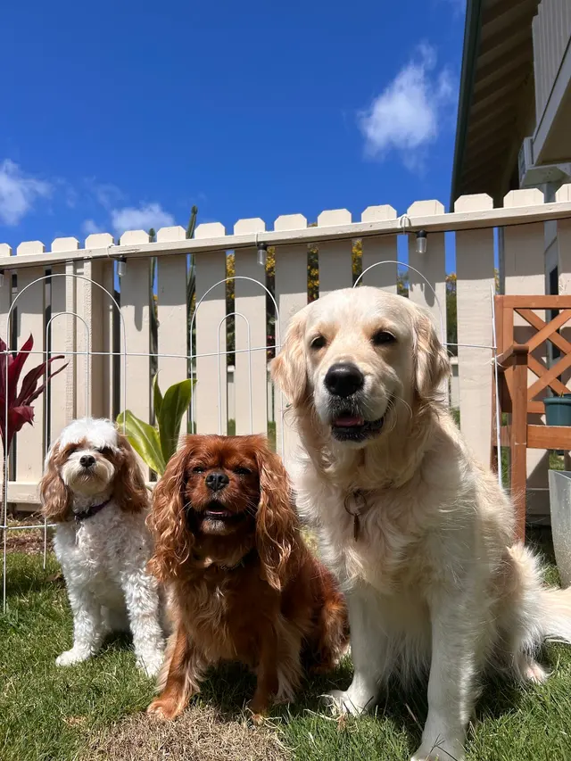 Peaceful Psyche LLC: Doggy Daycare & Boarding — photo from the business 8
