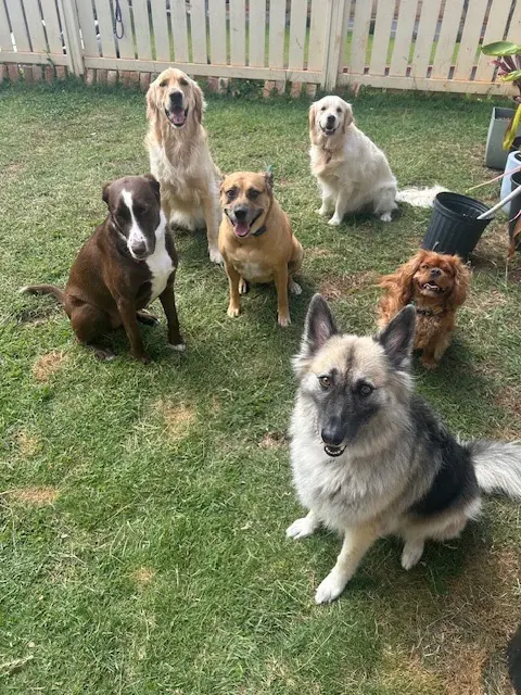 Peaceful Psyche LLC: Doggy Daycare & Boarding — customer photo 12