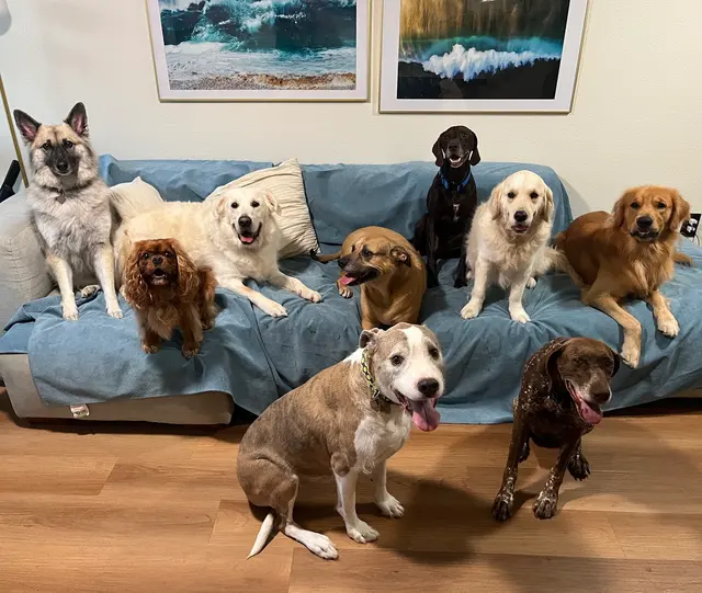 Peaceful Psyche LLC: Doggy Daycare & Boarding — photo from the business 1