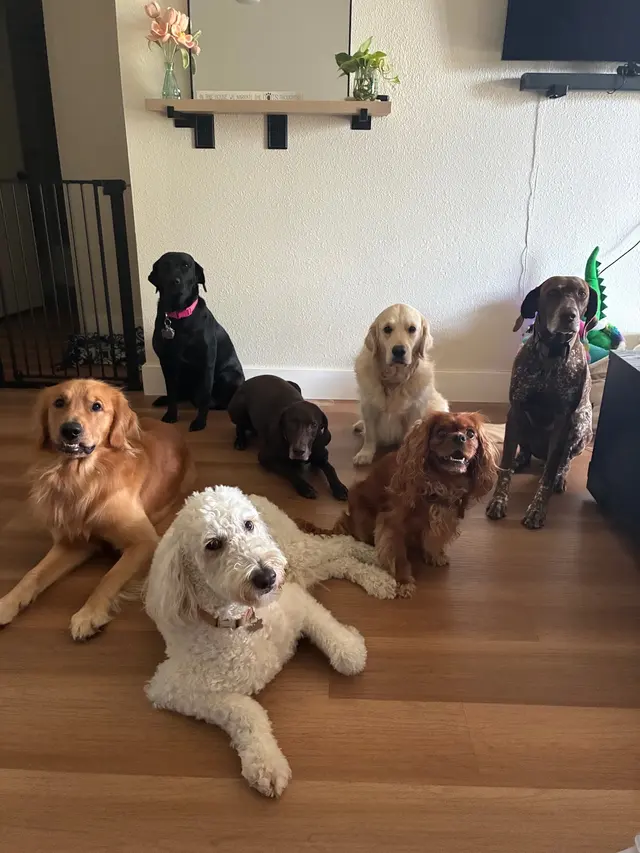 Peaceful Psyche LLC: Doggy Daycare & Boarding — photo from the business 4