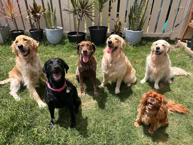 Peaceful Psyche LLC: Doggy Daycare & Boarding — photo from the business 5