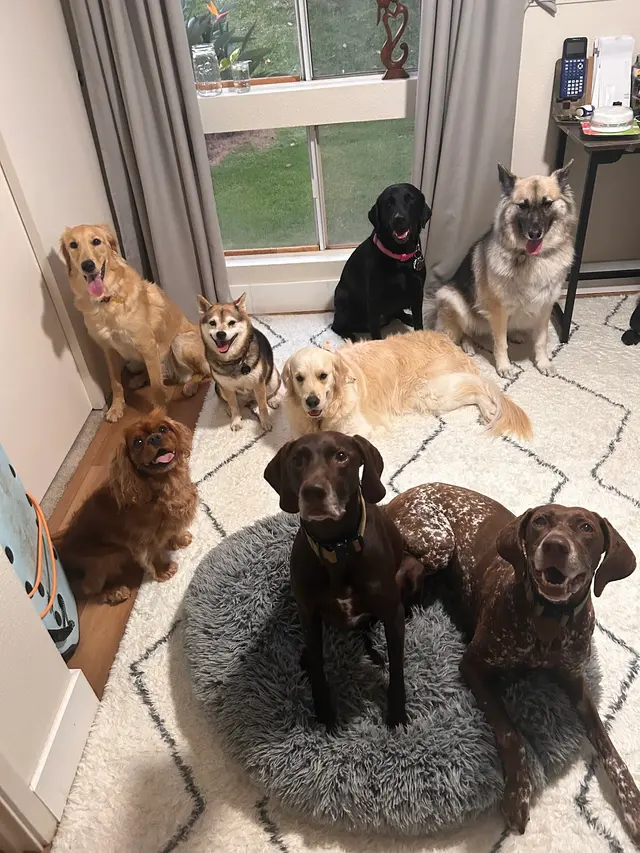 Peaceful Psyche LLC: Doggy Daycare & Boarding — photo from the business 6