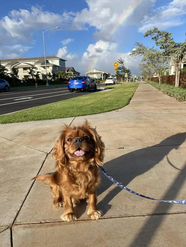 Peaceful Psyche LLC: Doggy Daycare & Boarding — photo from the business 9