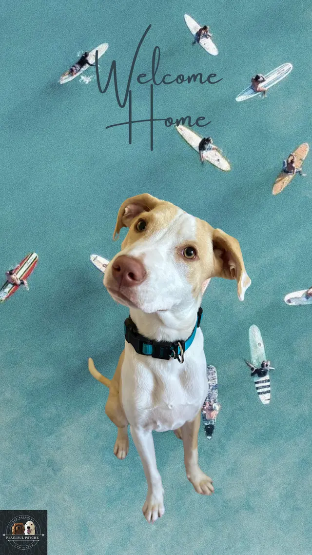 Peaceful Psyche LLC: Doggy Daycare & Boarding — photo from the business 2