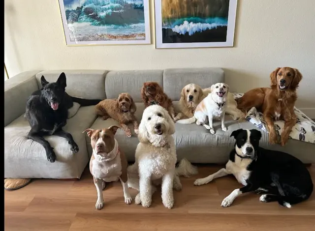 Peaceful Psyche LLC: Doggy Daycare & Boarding — customer photo 3