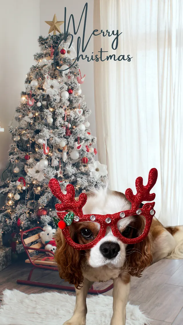 Peaceful Psyche LLC: Doggy Daycare & Boarding — photo from the business 7