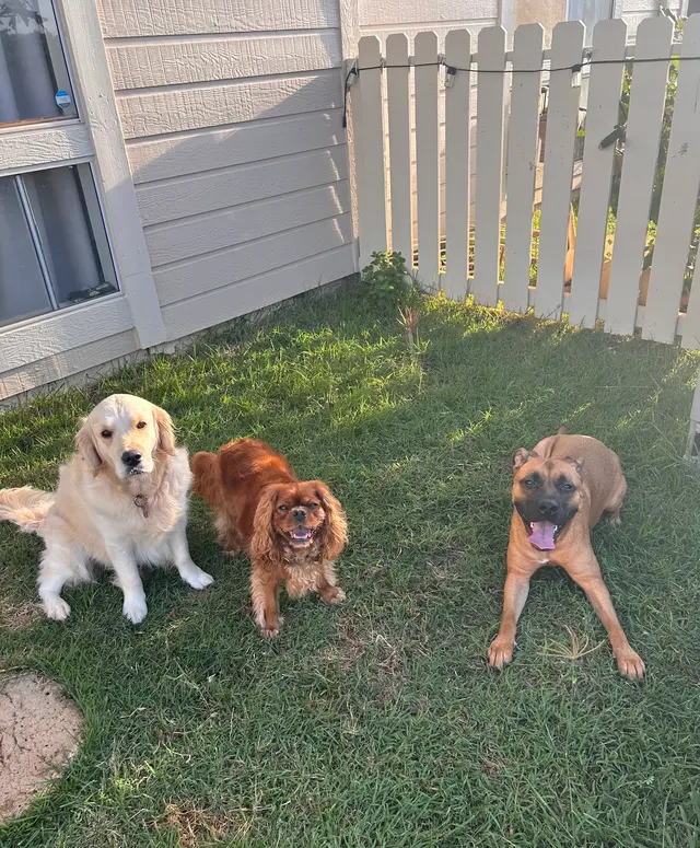 Peaceful Psyche LLC: Doggy Daycare & Boarding — customer photo 11