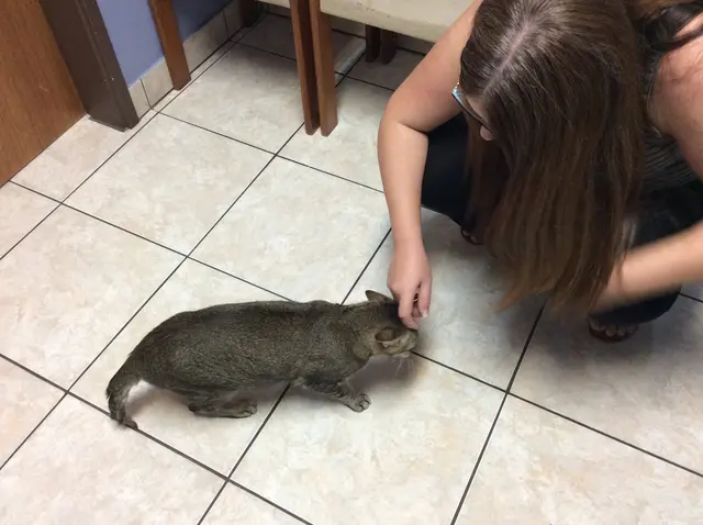 Purradise Cat Care, Inc. — photo from the business 6