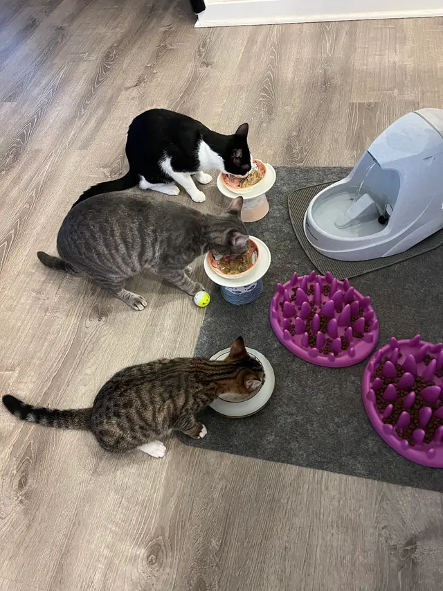 Purradise Cat Care, Inc. — customer photo 1