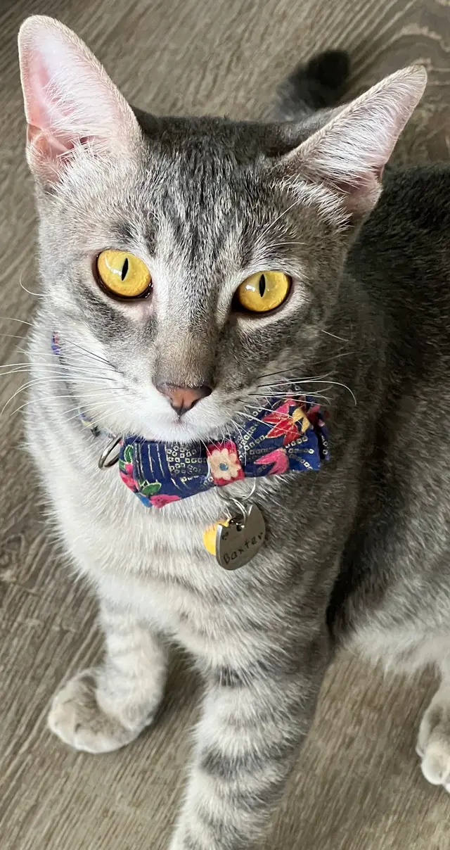 Purradise Cat Care, Inc. — customer photo 11