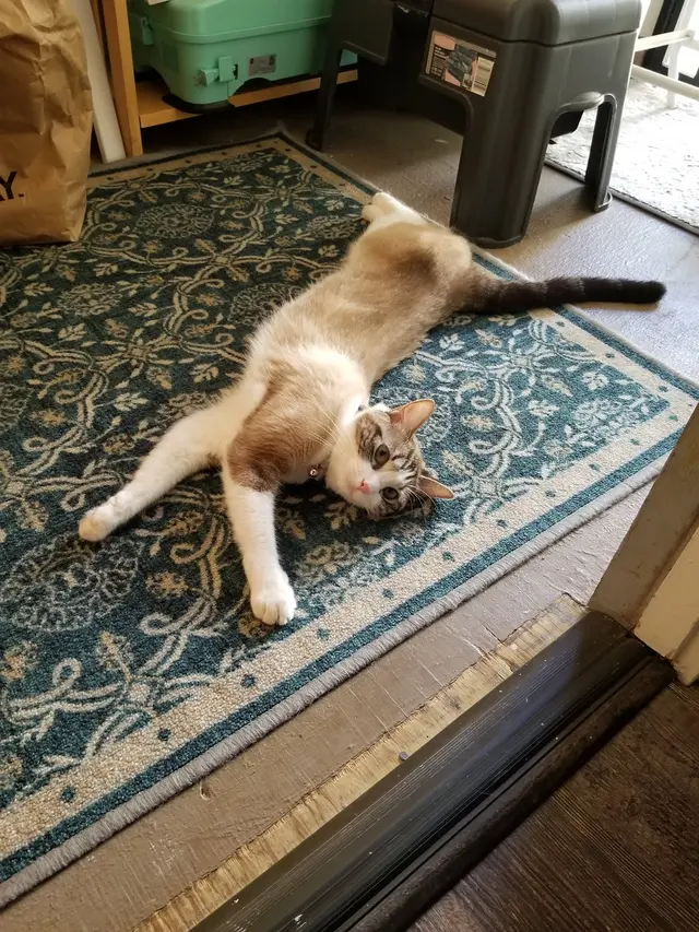 Purradise Cat Care, Inc. — customer photo 7
