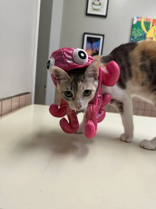 Purradise Cat Care, Inc. — customer photo 12
