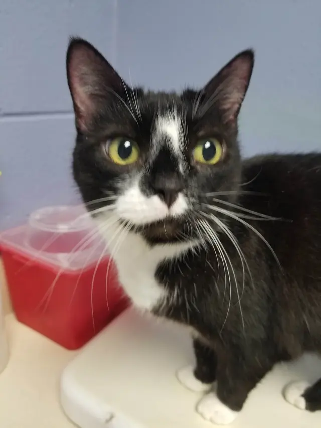 Purradise Cat Care, Inc. — customer photo 4
