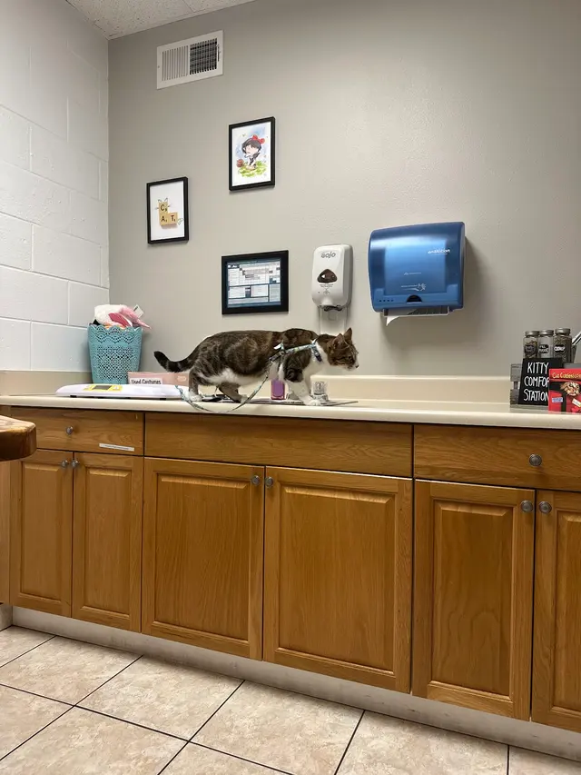 Customer photo of work by Purradise Cat Care, Inc., from Grace Corrigan's review