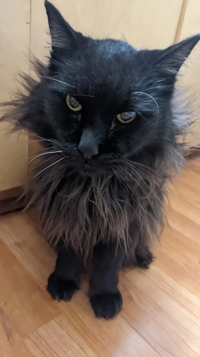 Purradise Cat Care, Inc. — customer photo 5