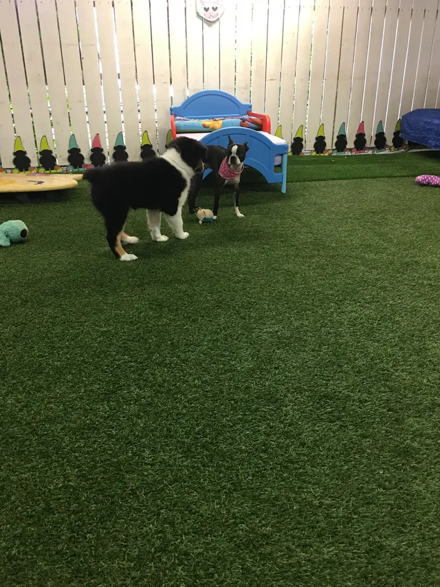 Barks and Purrs Pet Daycare and more — photo from the business 11