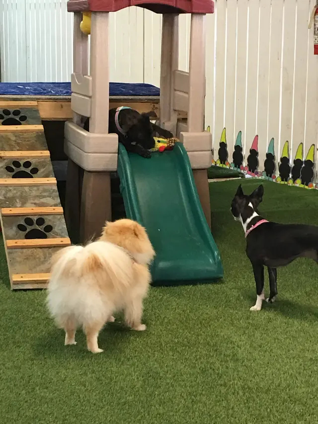 Barks and Purrs Pet Daycare and more — photo from the business 9