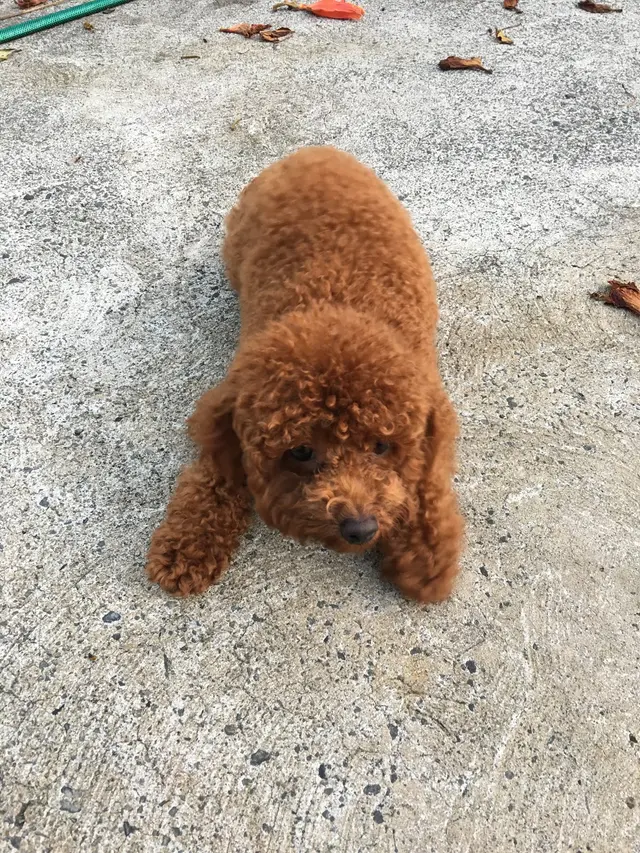 Barks and Purrs Pet Daycare and more — photo from the business 6