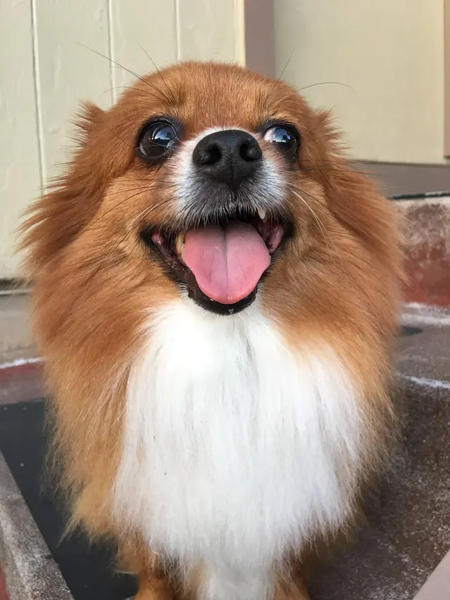 Barks and Purrs Pet Daycare and more — photo from the business 5