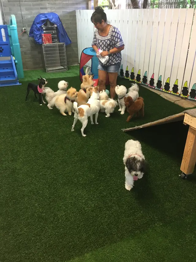 Barks and Purrs Pet Daycare and more — photo from the business 2