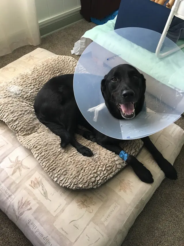 Barks and Purrs Pet Daycare and more — photo from the business 3
