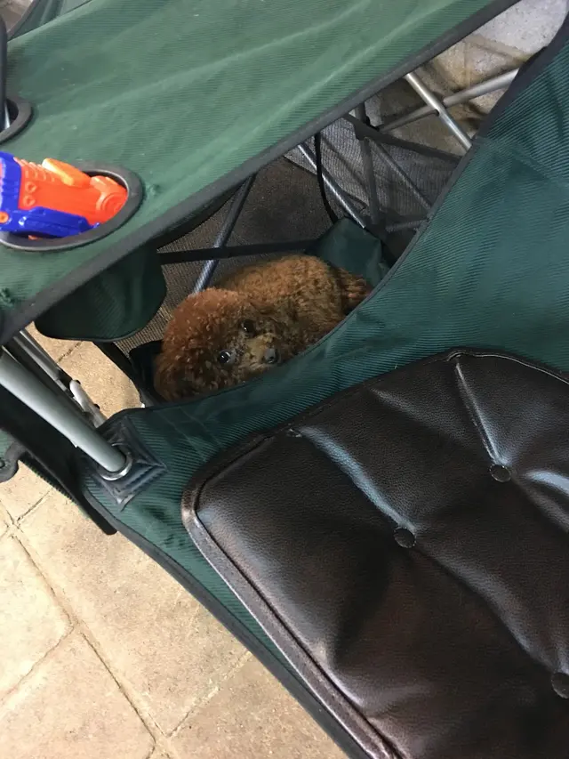 Barks and Purrs Pet Daycare and more — photo from the business 8