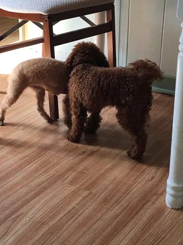 Barks and Purrs Pet Daycare and more — photo from the business 4
