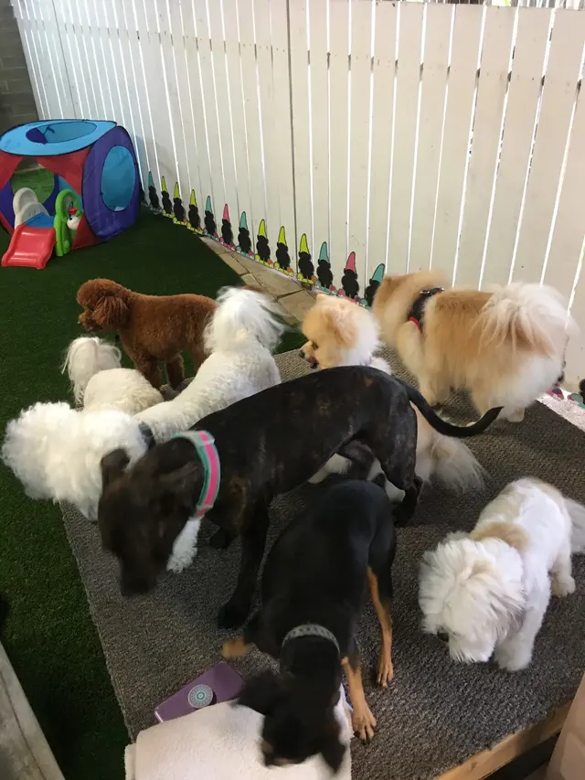 Barks and Purrs Pet Daycare and more — photo from the business 10