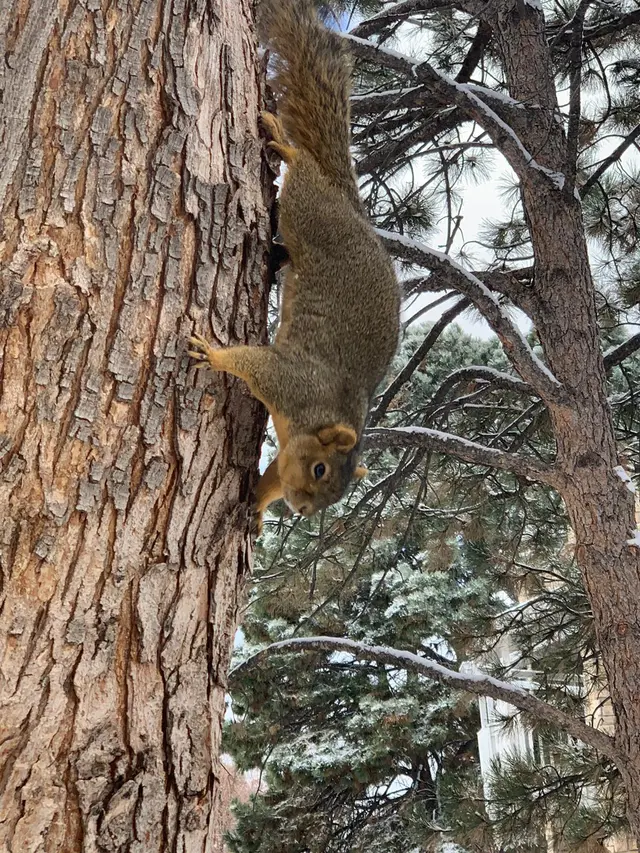 Whitmore Pest & Wildlife Control of Denver — photo from the business 5