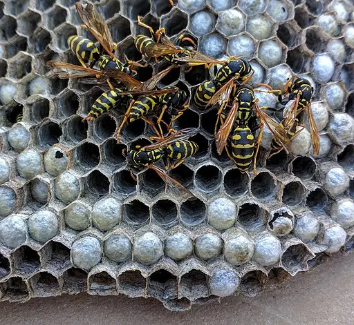 Whitmore Pest & Wildlife Control of Denver — photo from the business 6