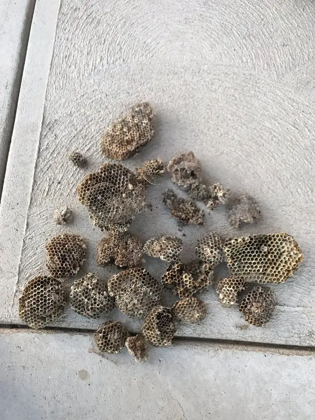Whitmore Pest & Wildlife Control of Littleton — customer photo 8