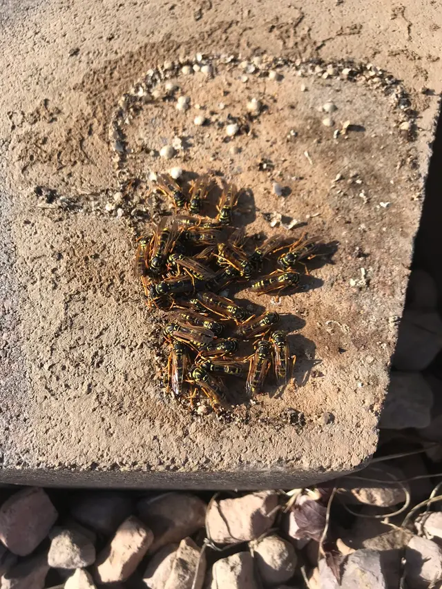 Whitmore Pest & Wildlife Control of Littleton — customer photo 11
