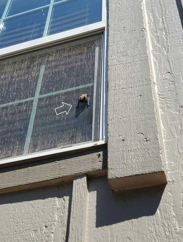 Whitmore Pest & Wildlife Control of Littleton — photo from the business 9