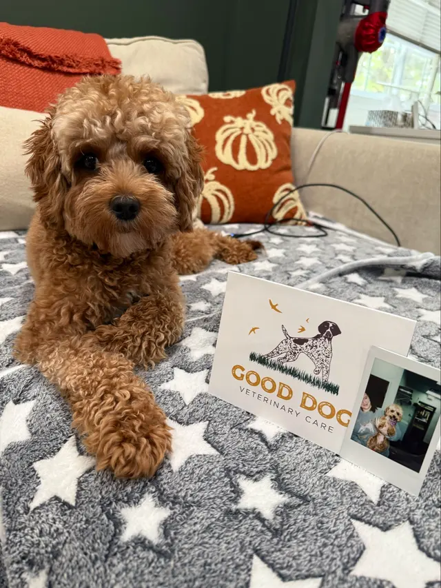 Good Dog Veterinary Care East Cobb — customer photo 2